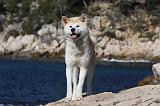 AKITA INU 326